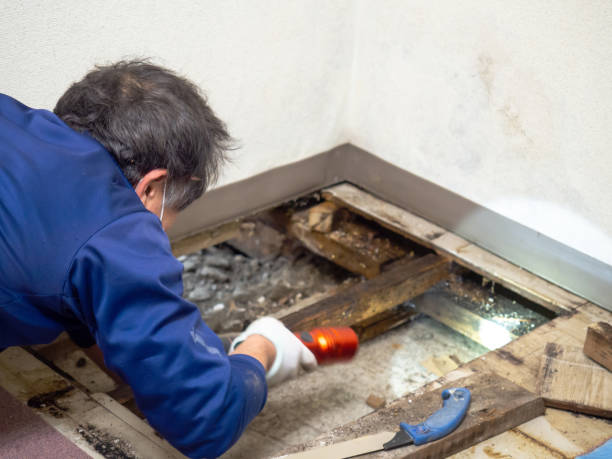 Best Local Mold Removal Service  in Utica, IN