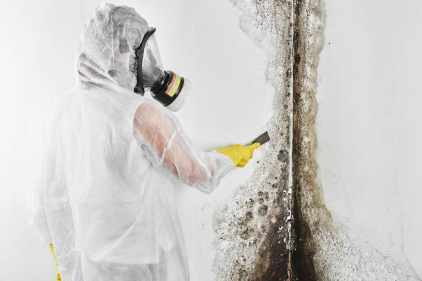 Mold Removal Process in Utica, IN