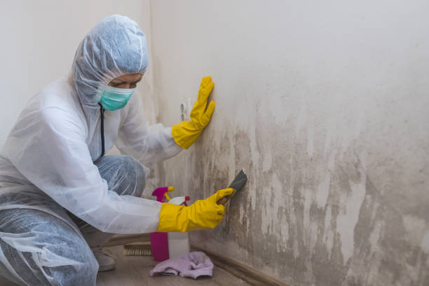 Professional Mold Removal in Utica, IN