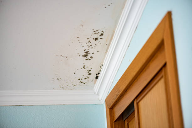 Best Residential Mold Removal  in Utica, IN