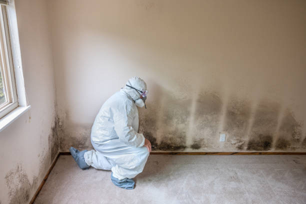 Certified Mold Removal in Utica, IN