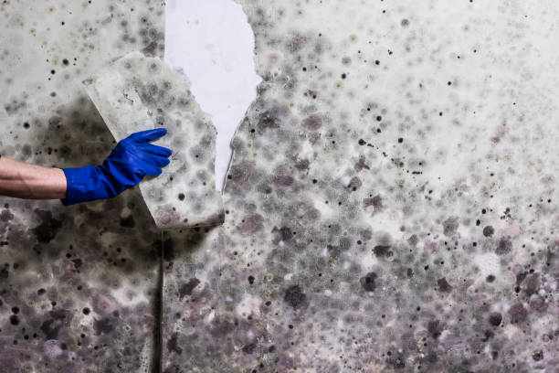 Best Mold Removal Process  in Utica, IN
