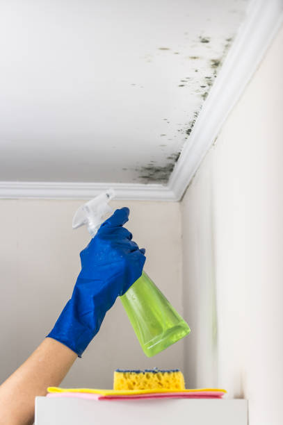 Best Mold Damage Repair  in Utica, IN